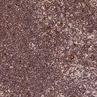 Anti-CXXC1 Antibody