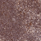 Anti-CXXC1 Antibody