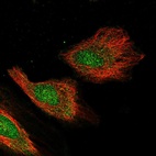 Anti-CXXC1 Antibody