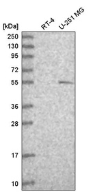 Anti-TP73 Antibody