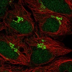 Immunofluorescent staining of human cell line HEK 293 shows localization to nucleus & the Golgi apparatus.