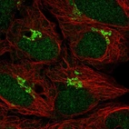 Immunofluorescent staining of human cell line HEK 293 shows localization to nucleus & the Golgi apparatus.
