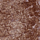 Anti-CENPL Antibody