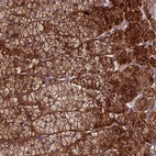 Anti-CENPL Antibody