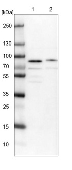 Anti-KIAA1324L Antibody