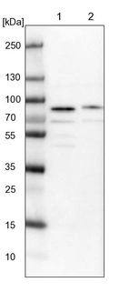Lane 1: NIH-3T3 cell lysate (Mouse embryonic fibroblast cells)_br/_Lane 2: NBT-II cell lysate (Rat Wistar bladder tumour cells)