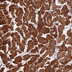 Anti-ANAPC10 Antibody