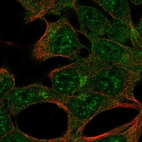 Immunofluorescent staining of human cell line HEK 293 shows localization to nuclear speckles & the Golgi apparatus.