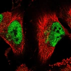 Immunofluorescent staining of human cell line U-251 MG shows localization to nucleoplasm & the Golgi apparatus.