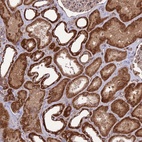 Anti-NDUFC1 Antibody