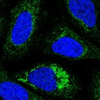 Immunofluorescent staining of human cell line U-2 OS shows positivity in mitochondria.