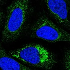 Immunofluorescent staining of human cell line U-2 OS shows positivity in mitochondria.