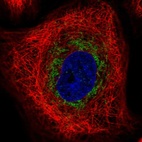 Anti-TRAM1L1 Antibody