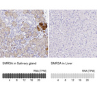 Anti-SMR3A Antibody