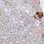 Immunohistochemical staining of human salivary gland shows strong cytoplasmic positivity in glandular cells.