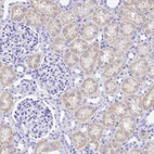 Immunohistochemical staining of human kidney shows moderate cytoplasmic positivity in cells in tubules.