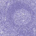 Anti-SMR3A Antibody