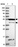 Anti-RASGEF1B Antibody