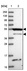 Anti-RASGEF1B Antibody