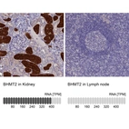 Anti-BHMT2 Antibody