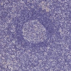 Immunohistochemical staining of human lymph node shows low expression as expected.