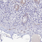 Anti-NPY Antibody