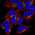 Immunofluorescent staining of human cell line SH-SY5Y shows localization to the Golgi apparatus.