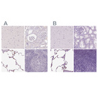 Immunohistochemical staining of human cerebral cortex, kidney, lung and lymph node using Anti-SFTPD antibody HPA044582 (A) shows similar protein distribution across tissues to independent antibody HPA056768 (B).