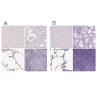 Immunohistochemical staining of human cerebral cortex, kidney, lung and lymph node using Anti-SFTPD antibody HPA044582 (A) shows similar protein distribution across tissues to independent antibody HPA056768 (B).