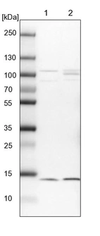 Lane 1: NIH-3T3 cell lysate (Mouse embryonic fibroblast cells)_br/_Lane 2: NBT-II cell lysate (Rat Wistar bladder tumour cells)
