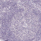 Immunohistochemical staining of human lymph node shows no positivity as expected.