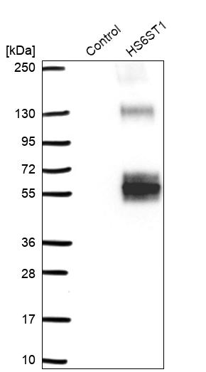 Anti-HS6ST1 Antibody