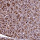 Anti-KCTD16 Antibody