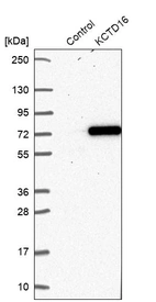Western blot analysis in control (vector only transfected HEK293T lysate) and KCTD16 over-expression lysate (Co-expressed with a C-terminal myc-DDK tag (~3.1 kDa) in mammalian HEK293T cells, LY412323).