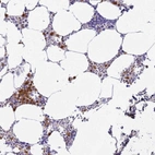 Anti-MEIG1 Antibody