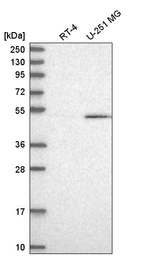 Anti-CELF1 Antibody