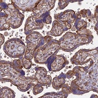 Anti-HPSE2 Antibody