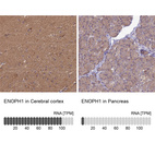 Anti-ENOPH1 Antibody