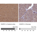 Anti-ENOPH1 Antibody