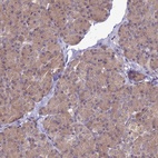 Immunohistochemical staining of human pancreas shows low expression as expected.