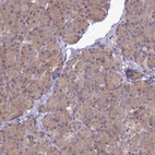 Immunohistochemical staining of human pancreas shows low expression as expected.