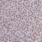Immunohistochemical staining of human pancreas shows strong nuclear positivity in exocrine glandular cells.
