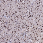 Immunohistochemical staining of human pancreas shows strong nuclear positivity in exocrine glandular cells.