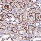 Anti-COX14 Antibody