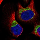 Immunofluorescent staining of human cell line U-2 OS shows localization to mitochondria.