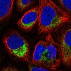 Immunofluorescent staining of human cell line U-2 OS shows localization to mitochondria.