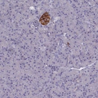 Immunohistochemical staining of human pancreas shows strong granular cytoplasmic positivity in islets of Langerhans.