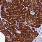 Immunohistochemical staining of human pancreas shows strong cytoplasmic positivity in exocrine glandular cells.