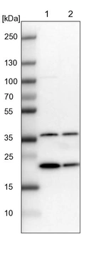 Lane 1: NIH-3T3 cell lysate (Mouse embryonic fibroblast cells)_br/_Lane 2: NBT-II cell lysate (Rat Wistar bladder tumour cells)