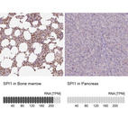 Anti-SPI1 Antibody